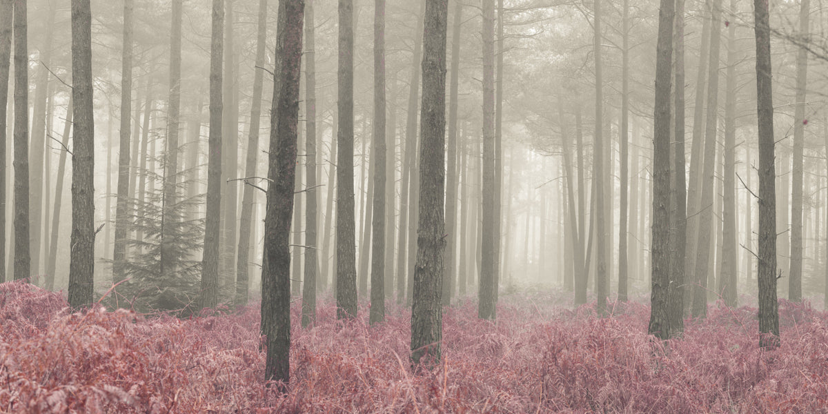 Crimson Whisper Woods Wall Mural