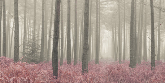 Crimson Whisper Woods Wall Mural