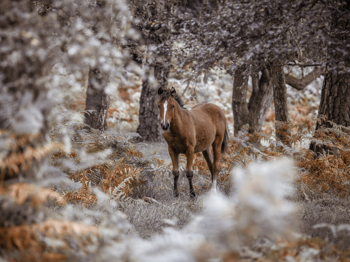 Wild Stallion Wall Mural in your room — zoomed