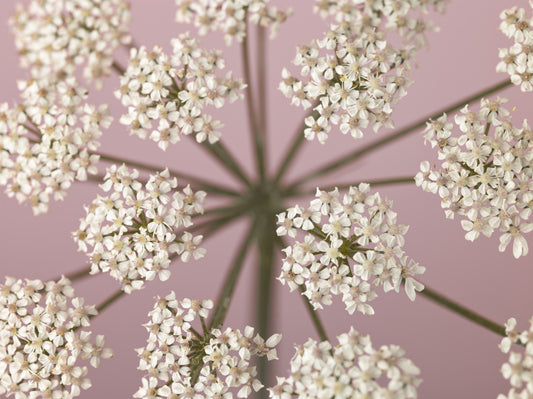Wildflower Whispers Wall Mural