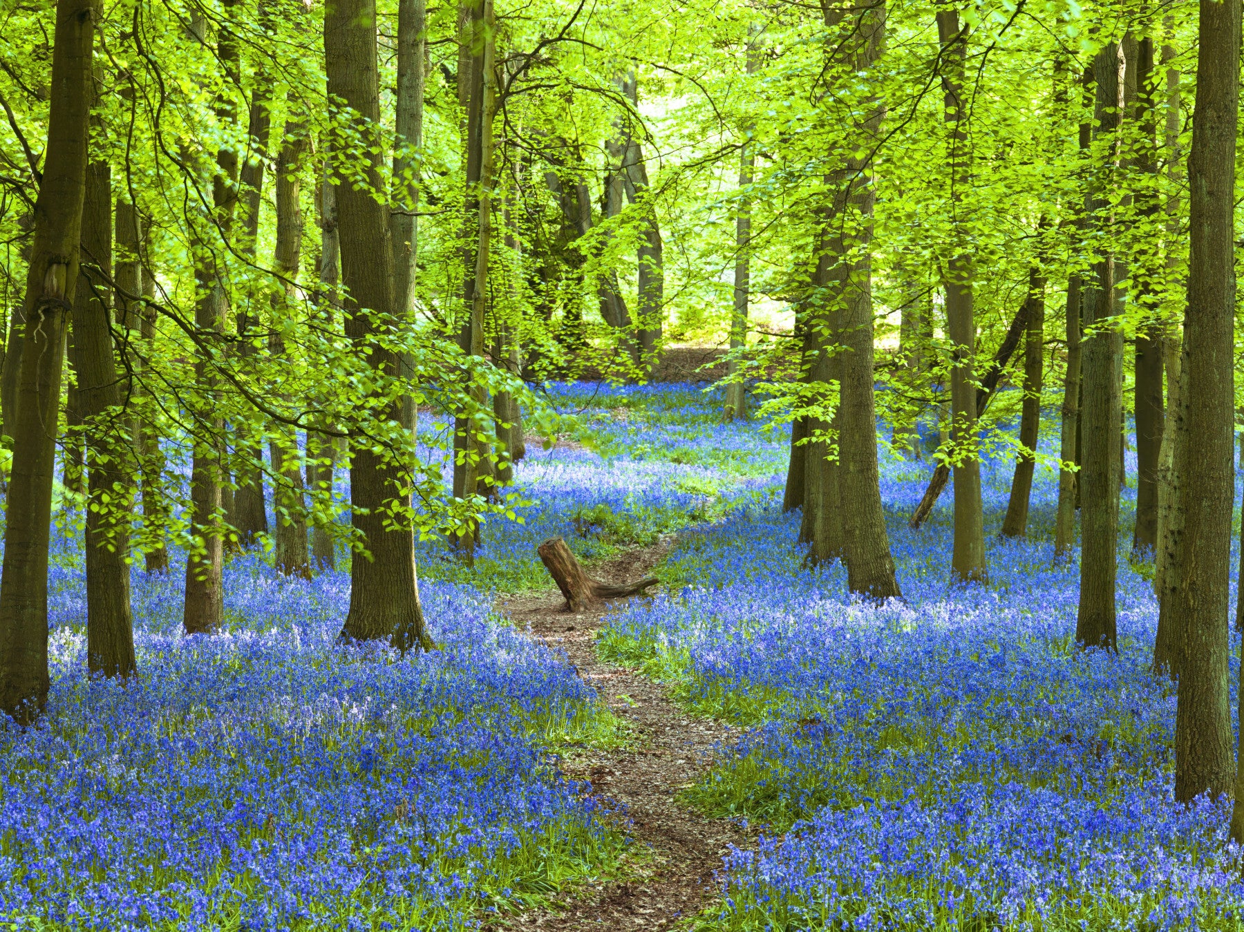 Azure Pathway Wall Mural