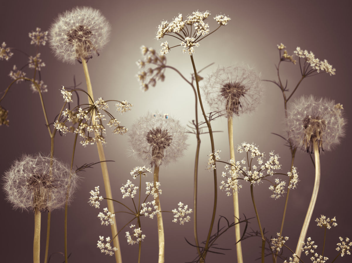 Wildflower Whispers  Wall Mural in your room