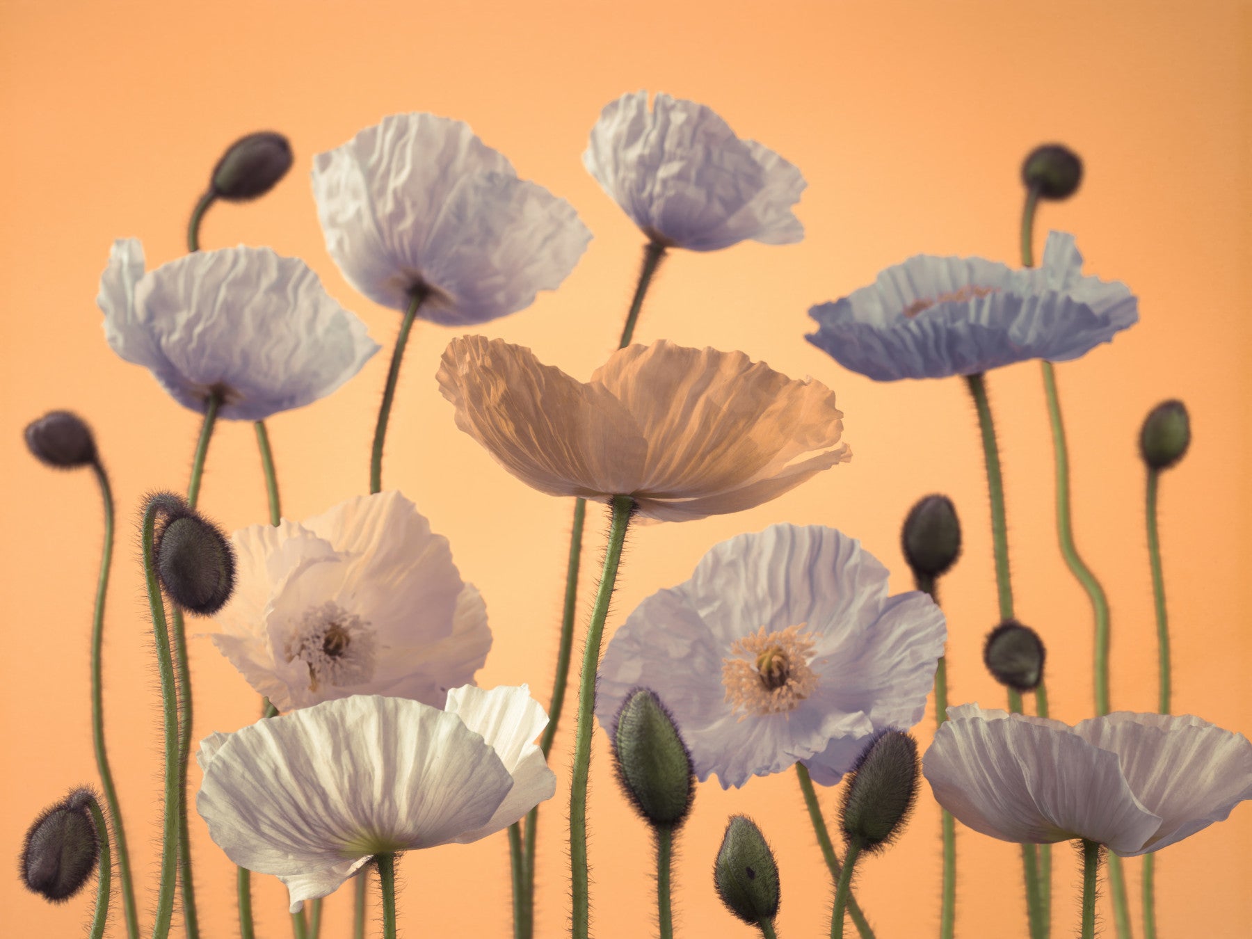 Floral Spectacle Wall Mural