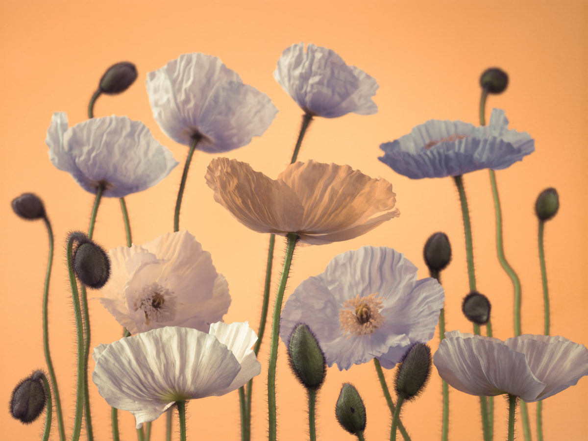 Floral Spectacle Wall Mural in your room — zoomed