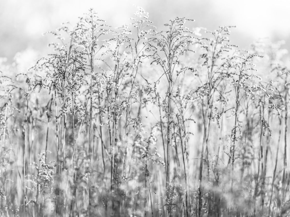 Whispering Weeds Wall Mural in your room — zoomed