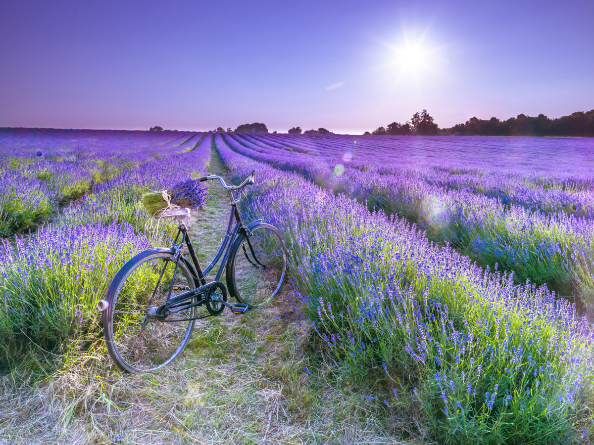 Sunlit Lavender Escape Wall Mural in your room