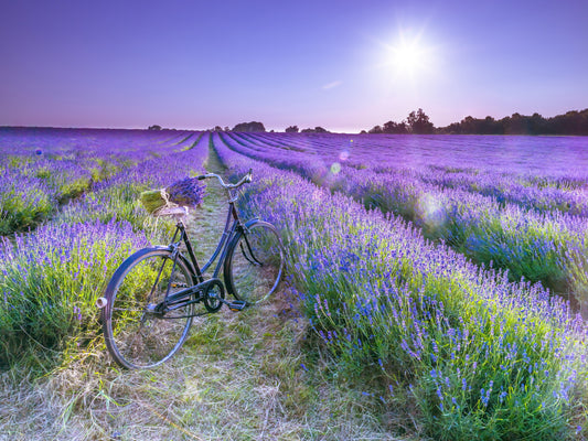 Sunlit Lavender Escape Wall Mural