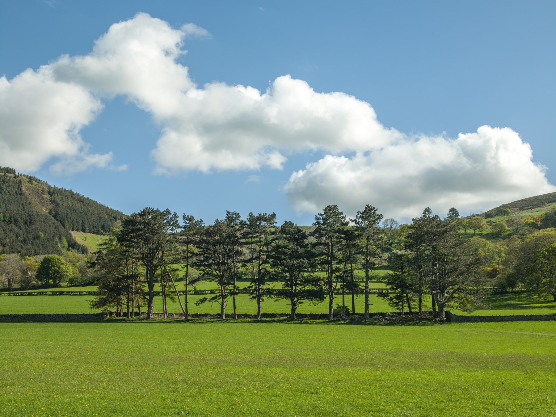 Countryside Meadow Wall Mural