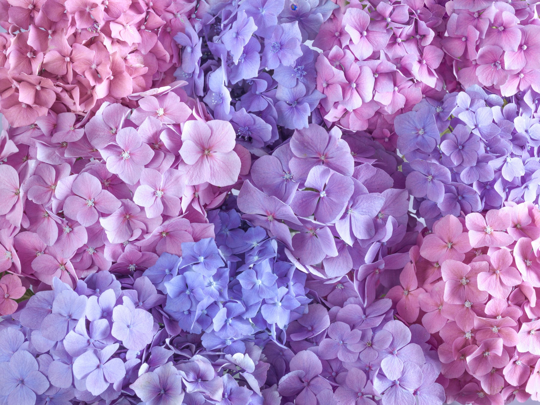 Hydrangea Hues Wall Mural