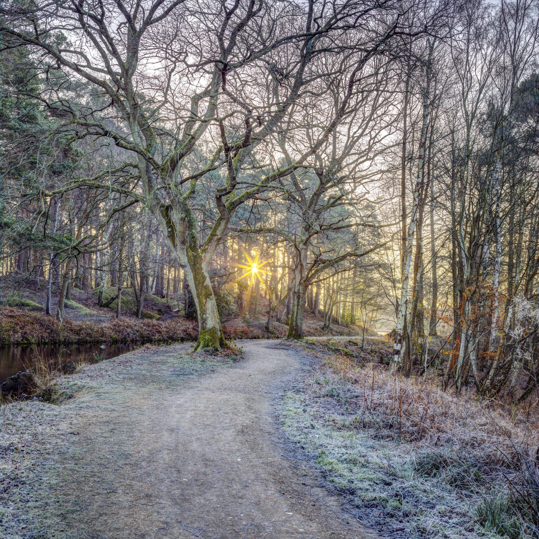 Misty Woodland Glare Wall Mural