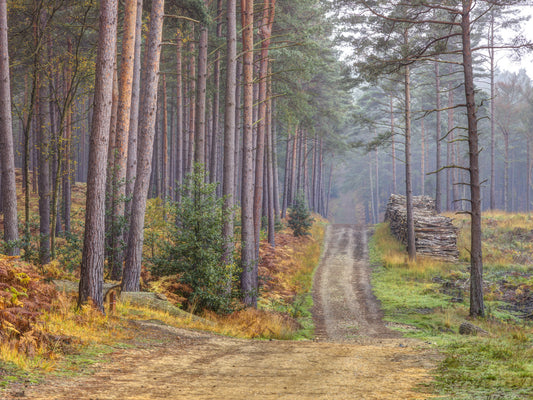 Serene Road Through Autumn Splendor Wall Mural