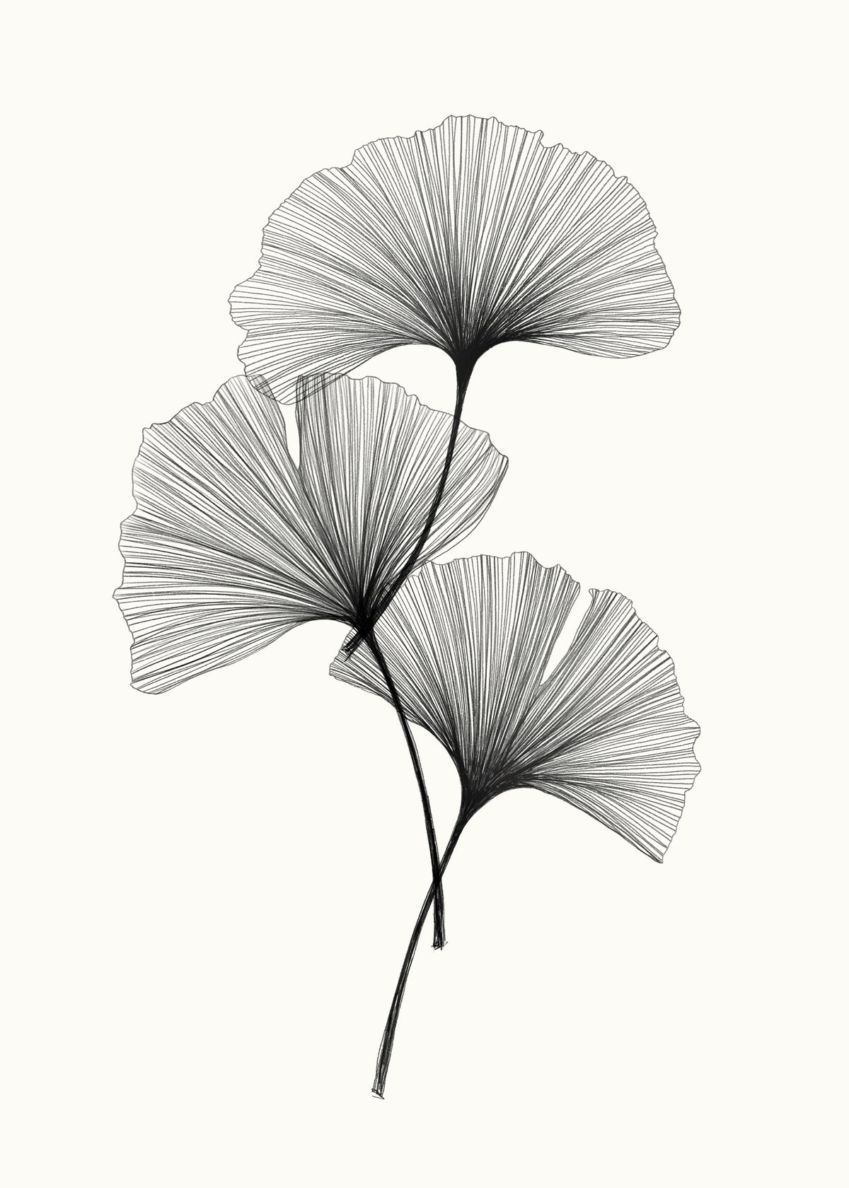 Wandbild „Ginkgo-Linie“ in your room — zoomed