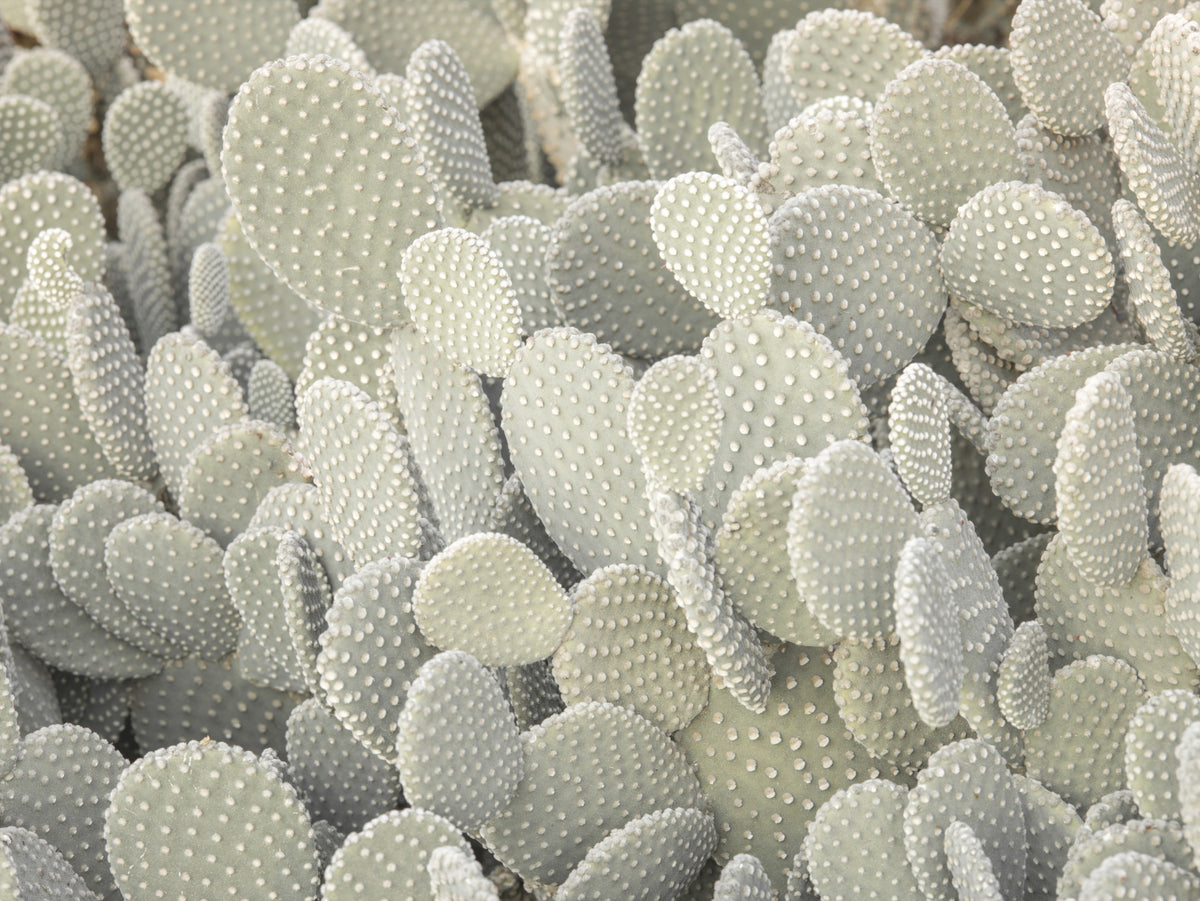 Wandbild „Ruhige Kaktusgruppe“ in your room — zoomed