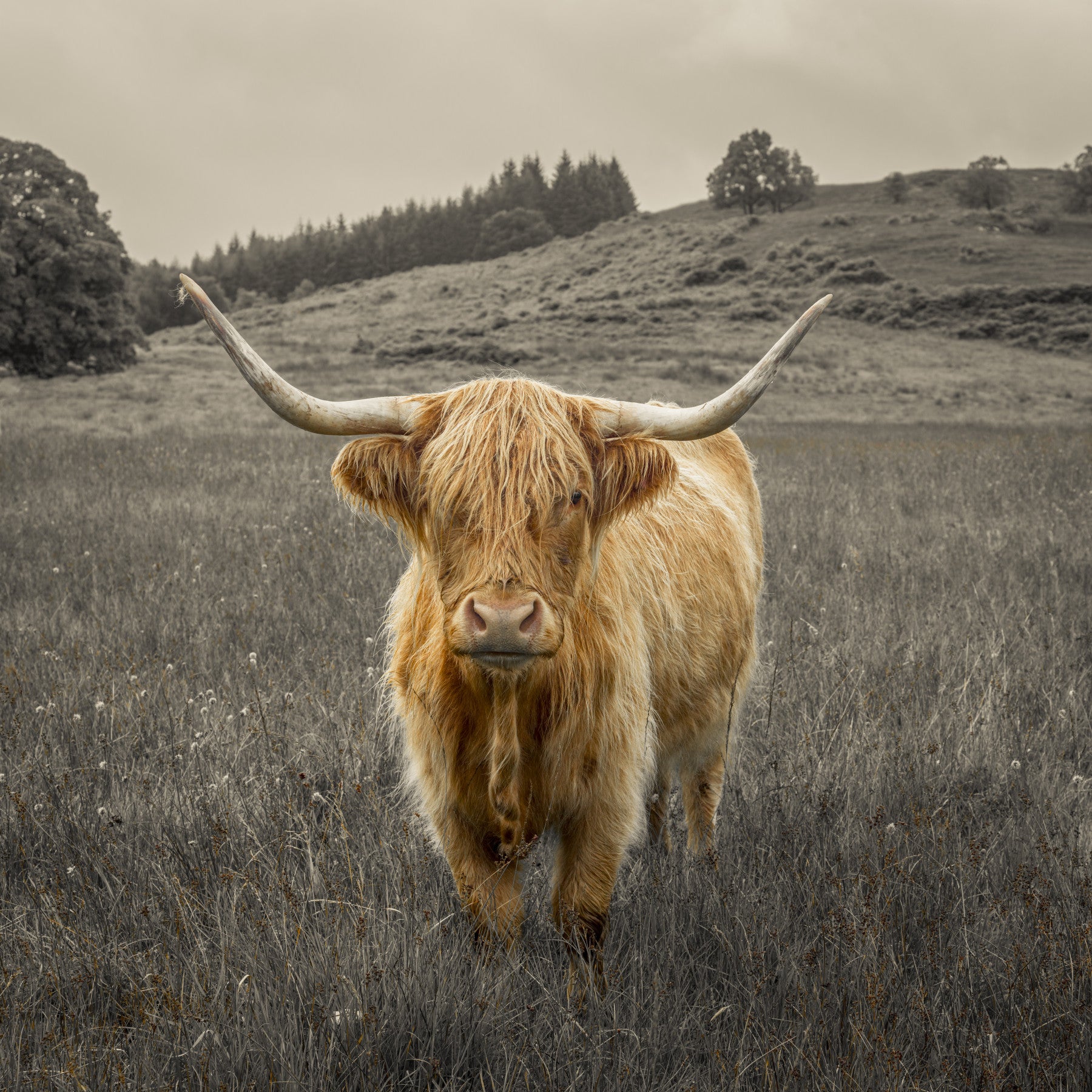 Wandgemälde „Wächter der Highlands“