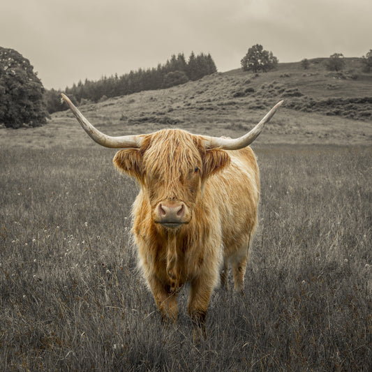 Wandgemälde „Wächter der Highlands“