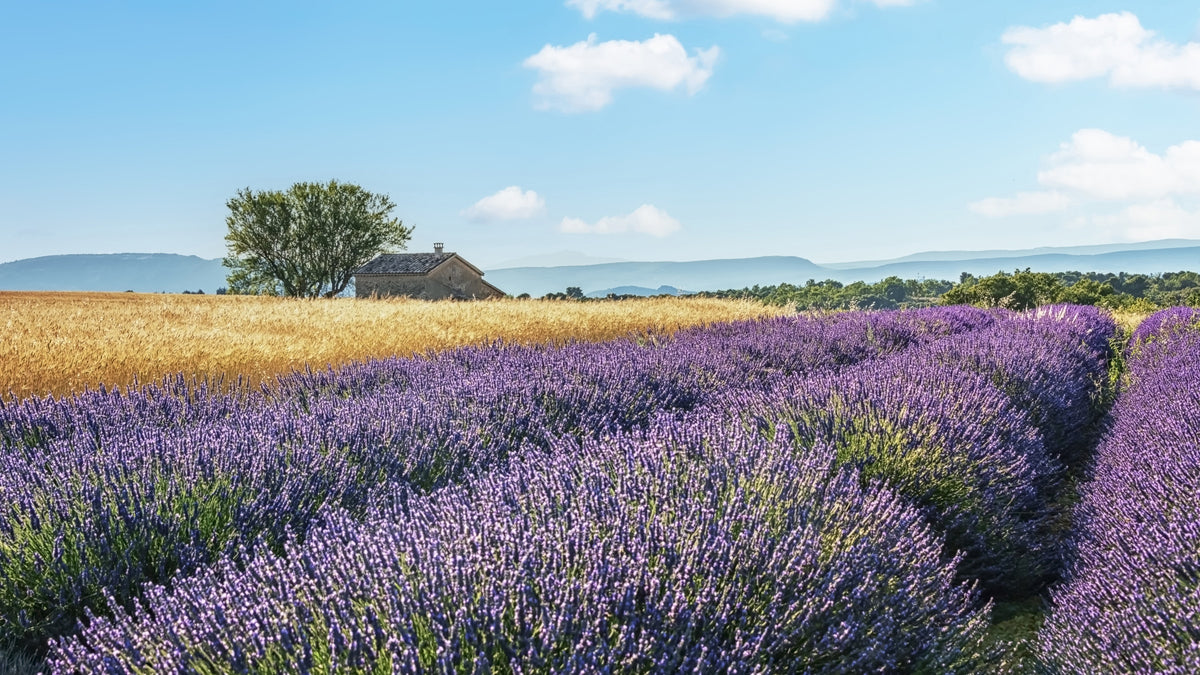 Murale da parete "Fuggi dai campi di lavanda" in your room — zoomed