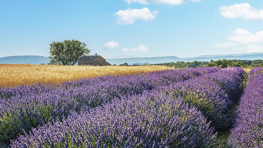 Mural de parede "Fuga dos Campos de Lavanda"
