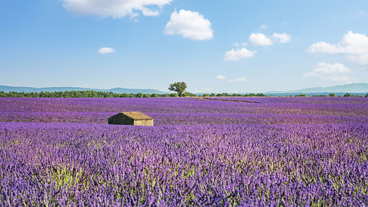 Provence-Landschaftswandbild