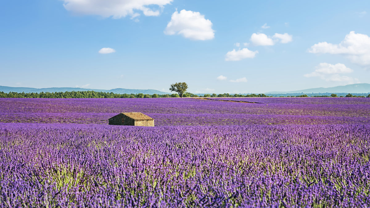 Provence-Landschaftswandbild in your room