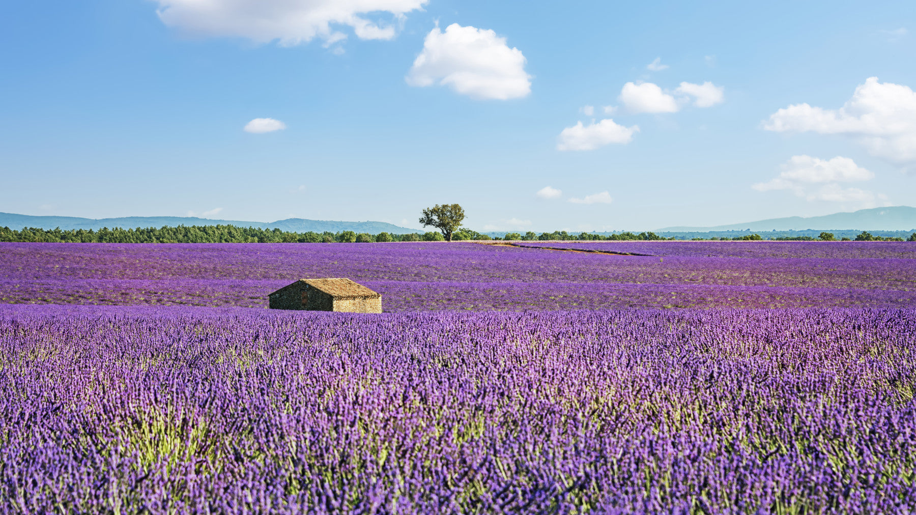 Provence-Landschaftswandbild