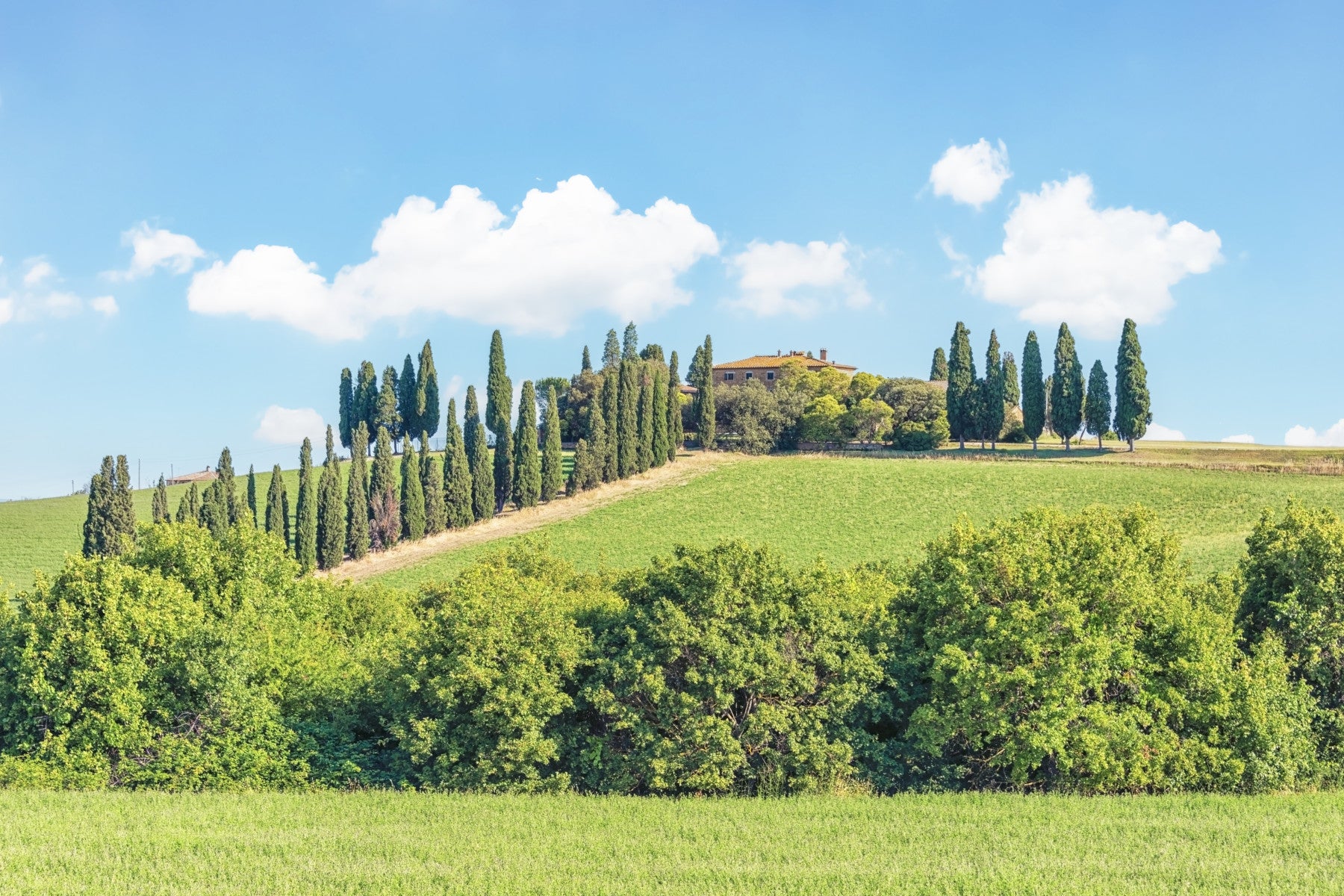 Fresque murale sur une colline toscane in your room — zoomed