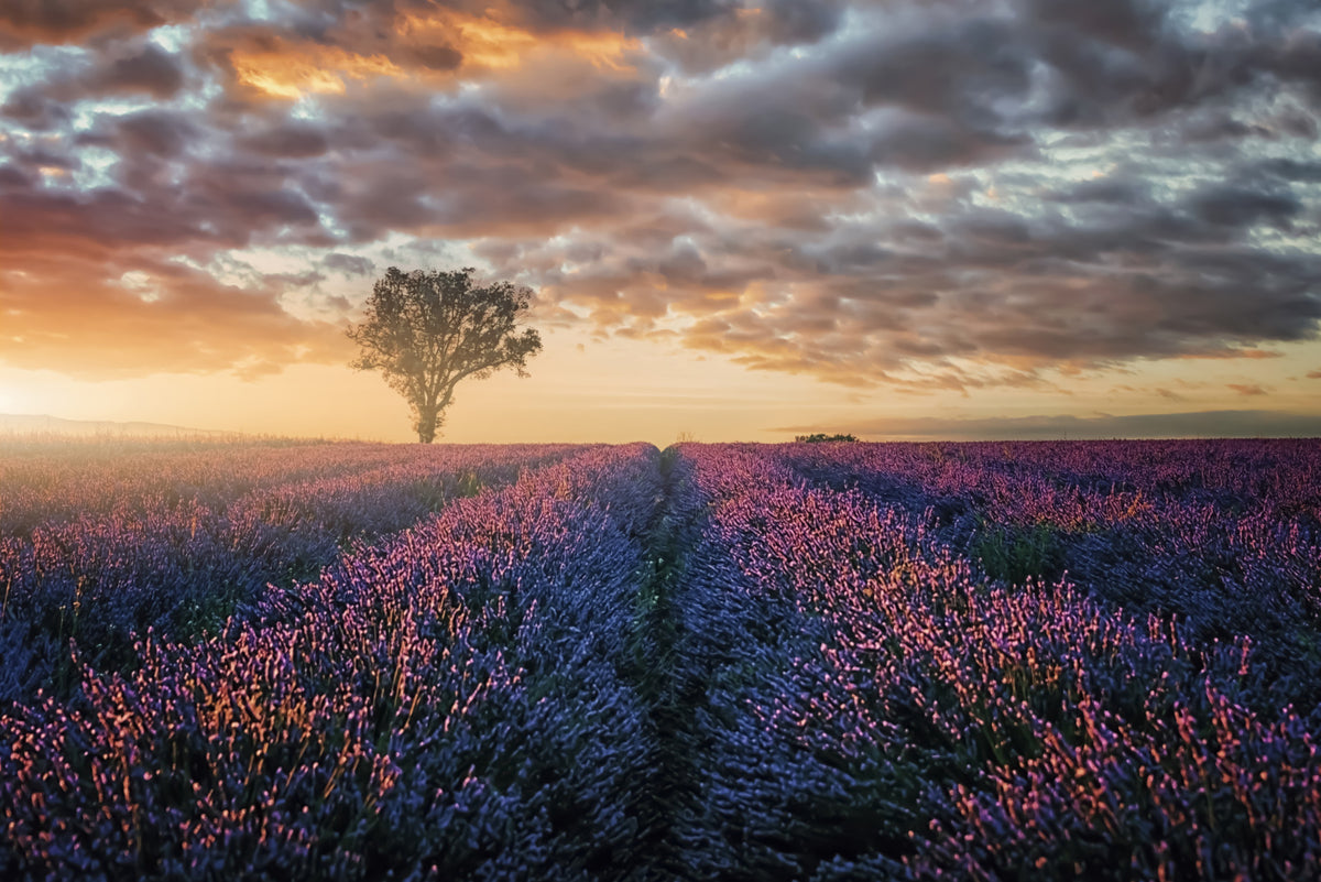 Lavender Dawn Wall Mural in your room — zoomed