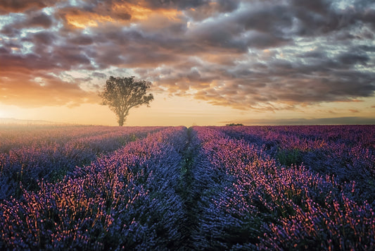 Wandbild „Lavendel-Morgendämmerung“