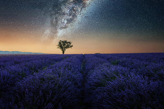 Lavendel natt väggmålning
