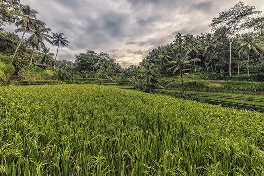 Fresque murale Bali Harvest