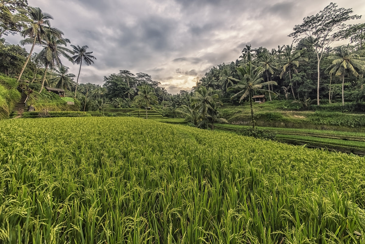 Bali Harvest Wall Mural in your room