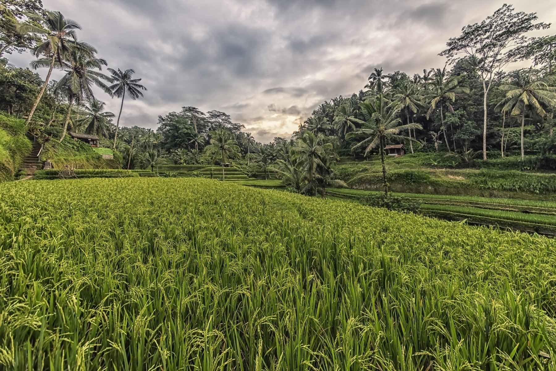Bali Harvest Vægmaleri