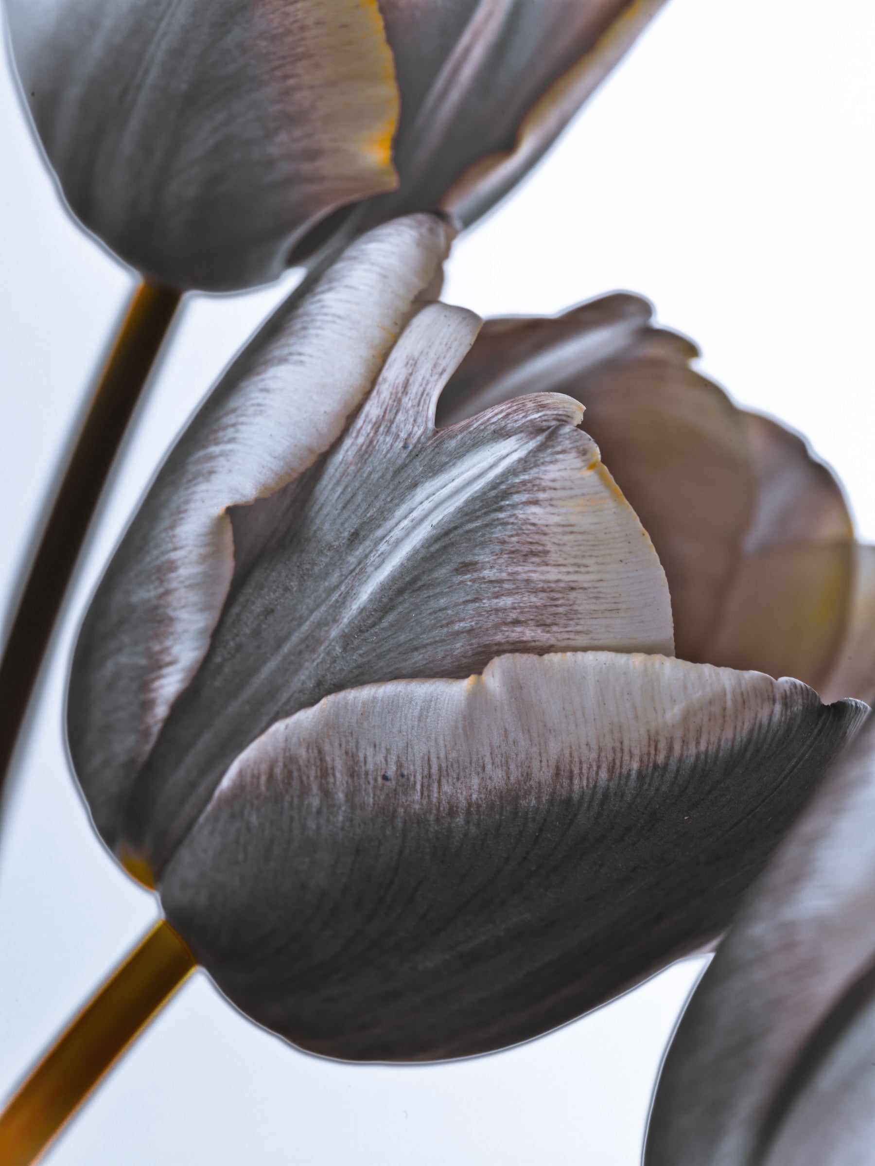 Mirakeltulipaner veggmaleri