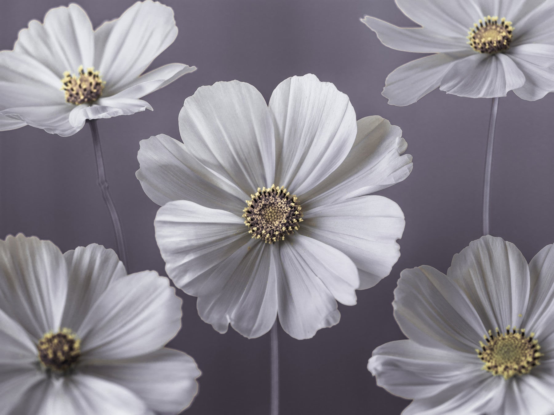 コスモスの花の壁画