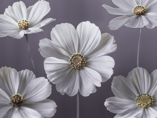 Wandbild mit Kosmeenblüten