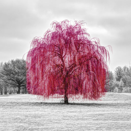 Wandbild „Leuchtend rosa Weide“