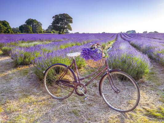 Wandbild: Fahrrad im Lavendelfeld
