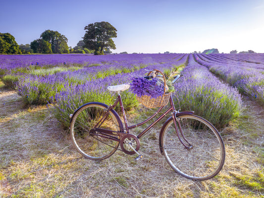 Wandbild: Fahrrad im Lavendelfeld