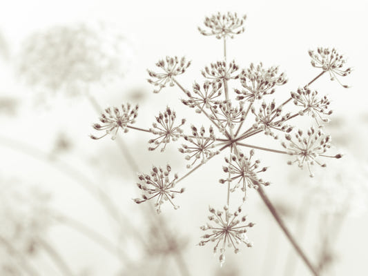 Wandbild „Wiesenkerbel Sepia“