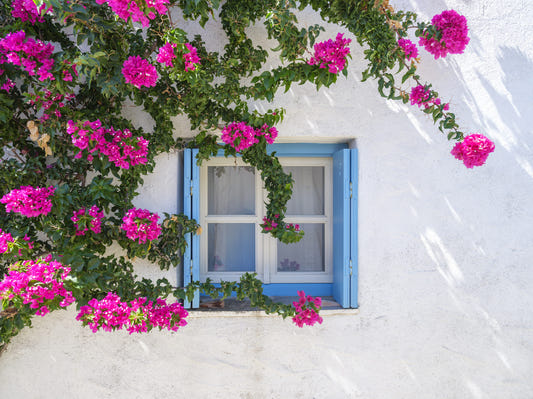 Bougainvillea av Blue Window väggmålning