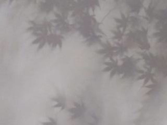 Soft Foliage Haze Wall Mural