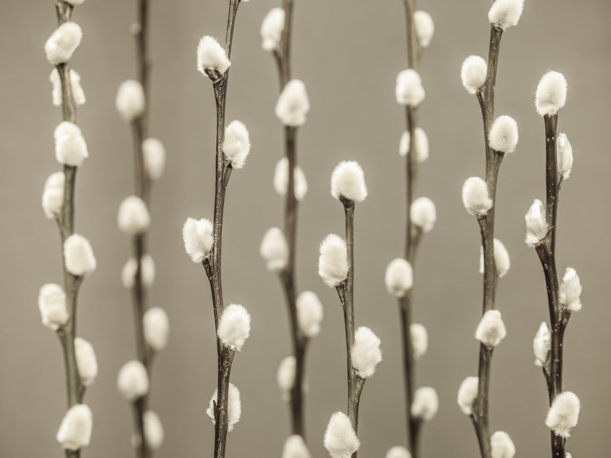 Pussy Willow Wall Mural