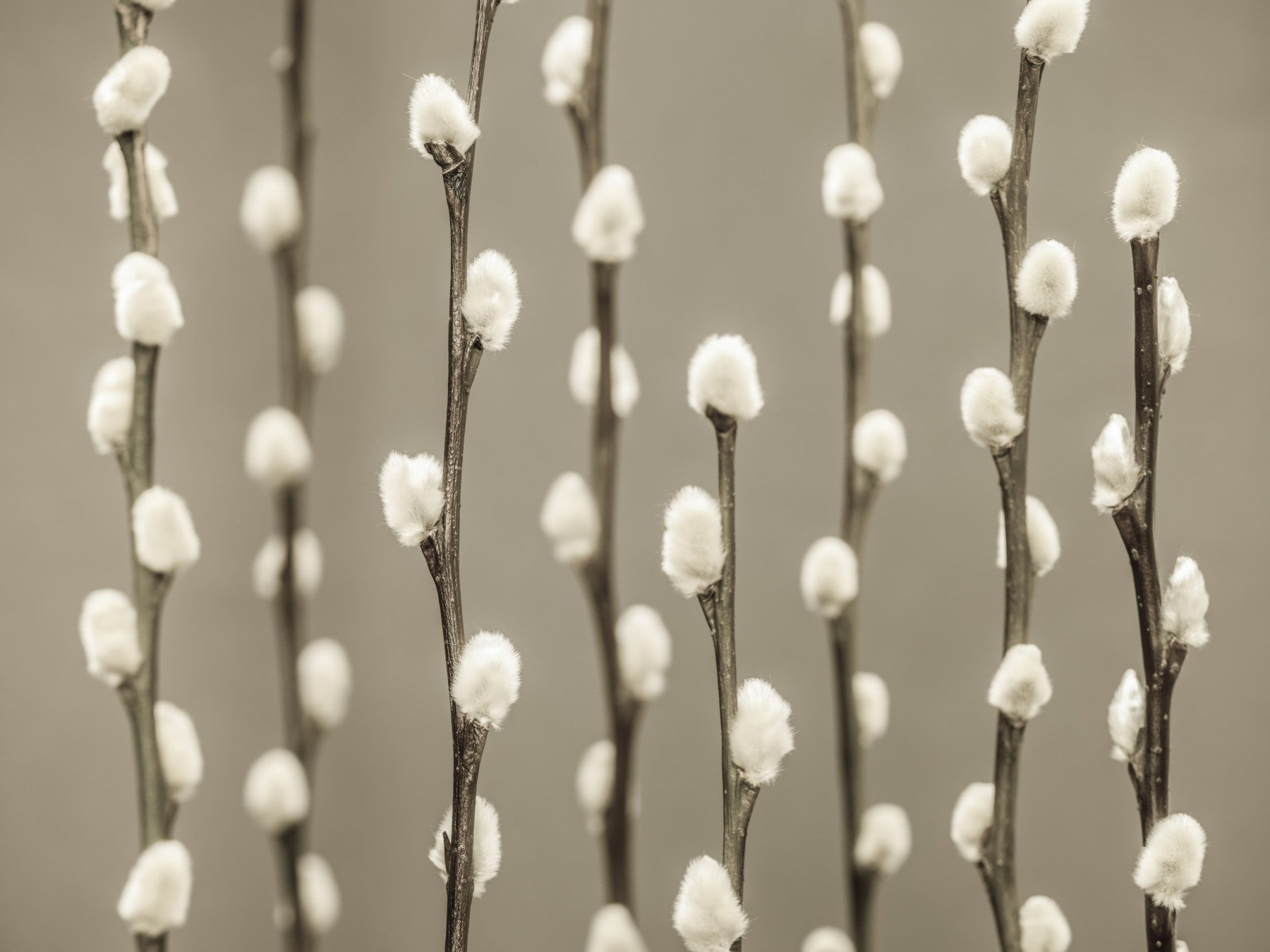 Pussy Willow Wall Mural in your room — zoomed