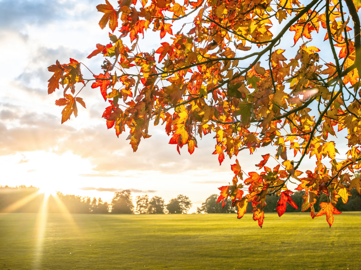Wandbild „Herbstliche goldene Symphonie“ in your room — zoomed