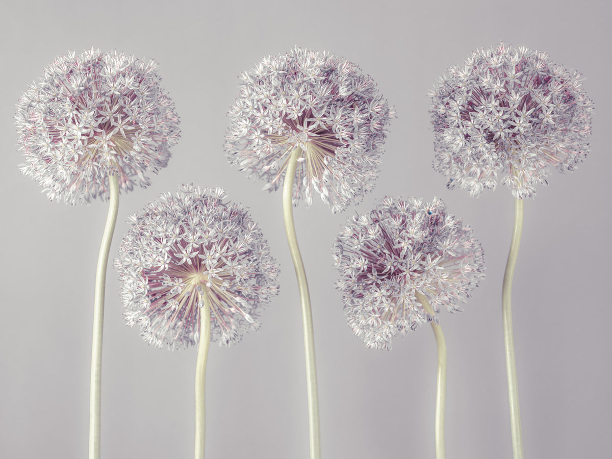 Allium Dreams vægmaleri in your room — zoomed
