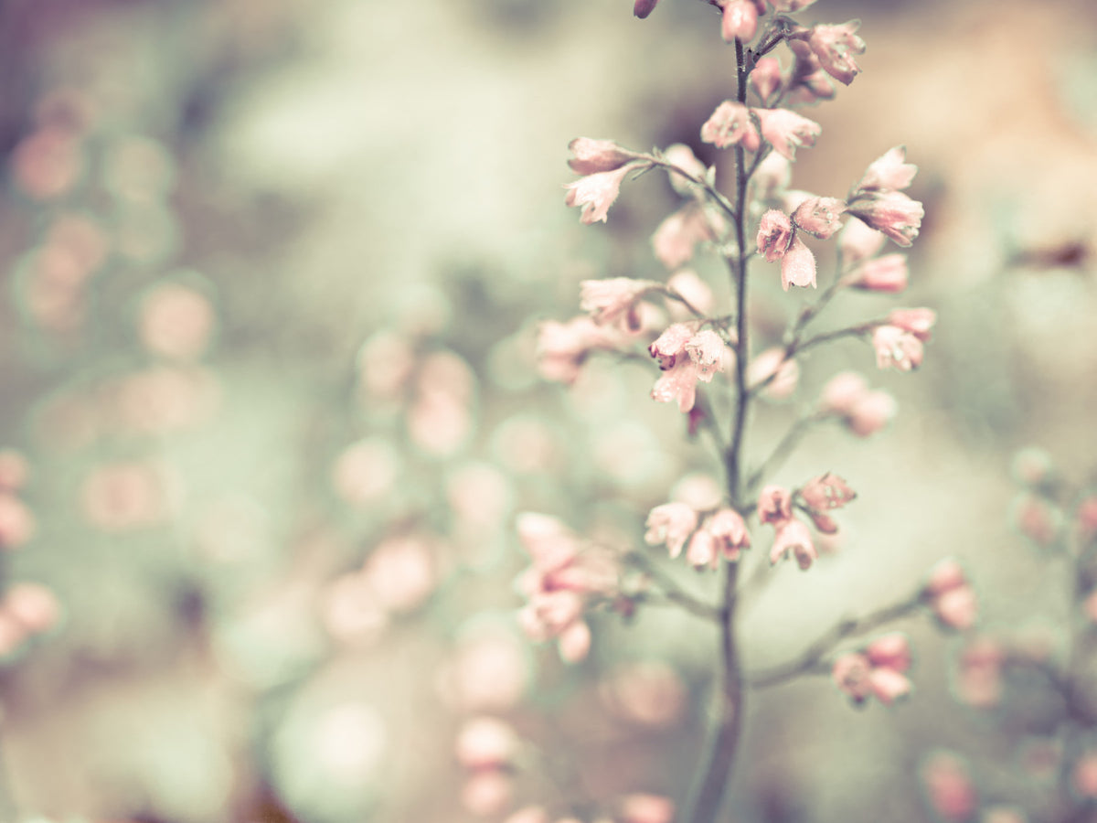 ヒューケラの花の壁画