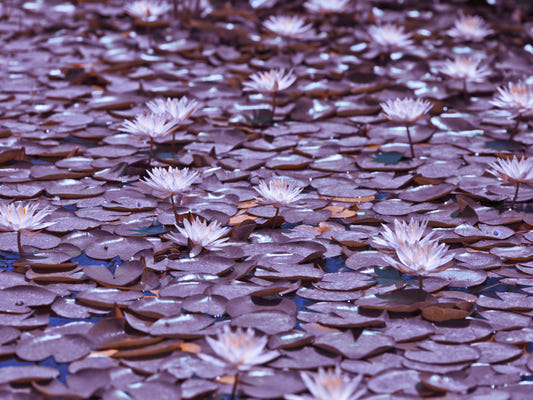 Fresque murale de l'étang de lotus lilas