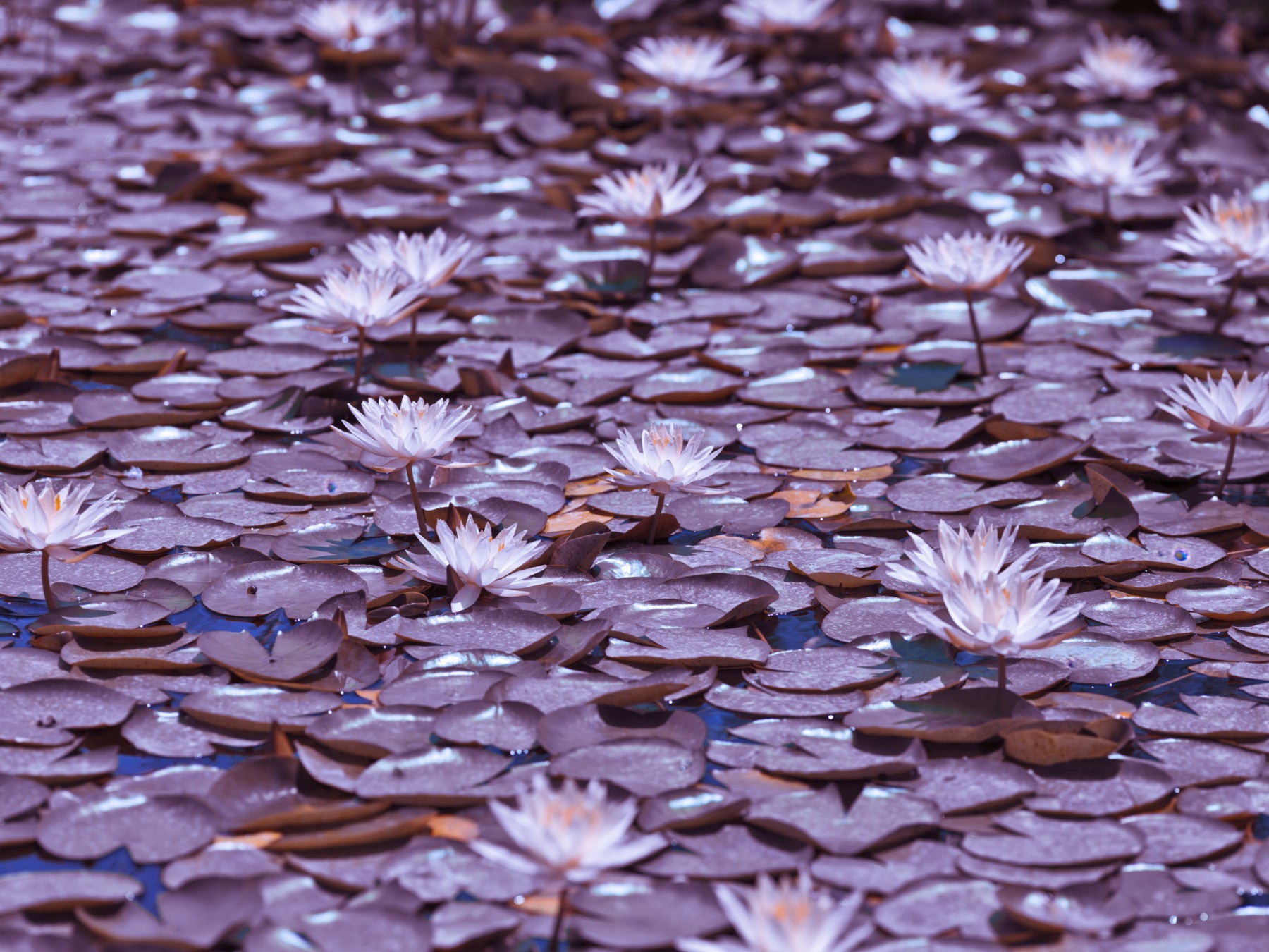 Fototapet cu iaz de lotus liliac in your room — zoomed