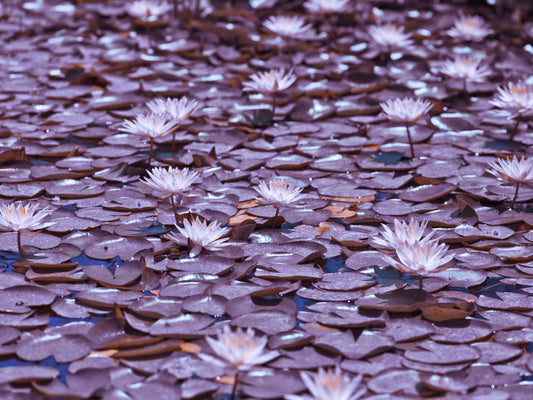 Lilac Lotus Pond Wall Mural