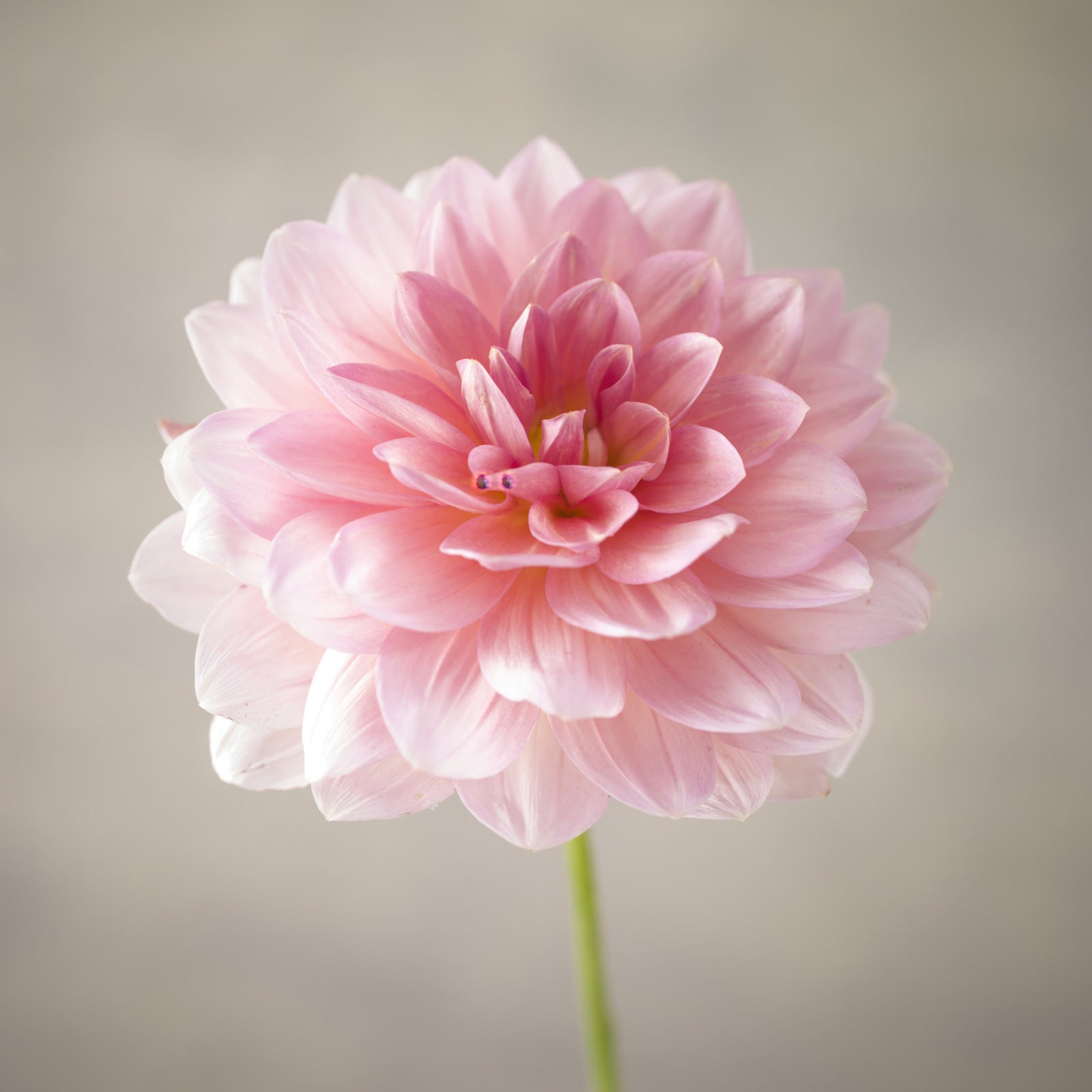 Fresque murale Dahlia rose