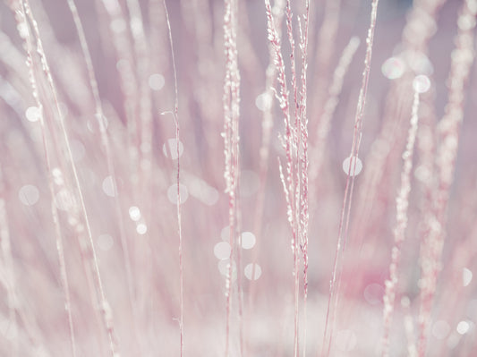 Wandbild „Rosa Nebel“